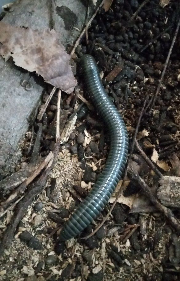 Millipedes