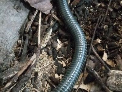 Millipedes