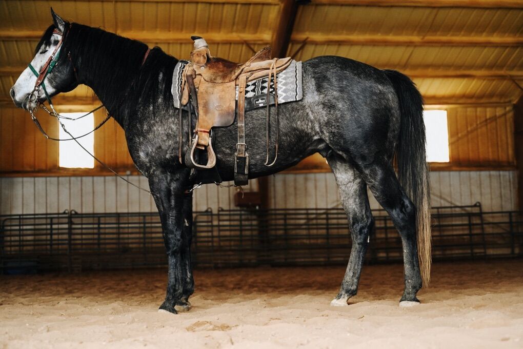 AQHA Race Bred Gray Stallion HZ Black & Agouti
