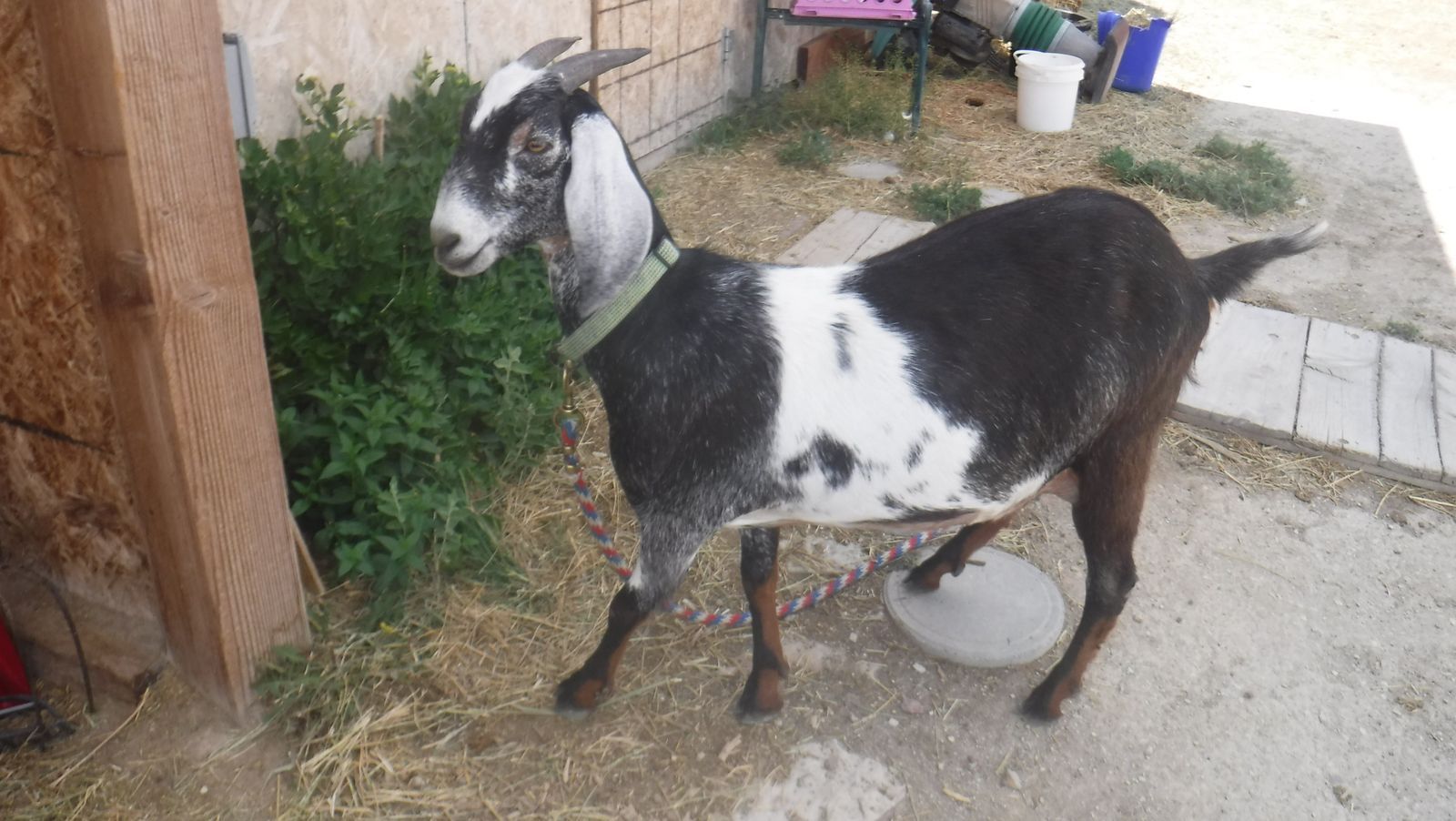 Purebred Nubian Dairy Milk Goat in milk