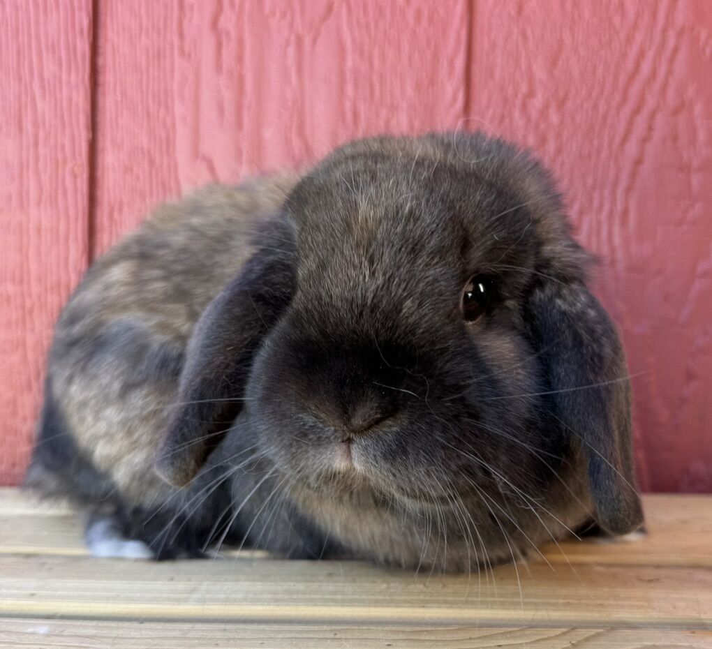 *RABBITRY CLOSING*  INDOOR RAISED HOLLAND LOPS
