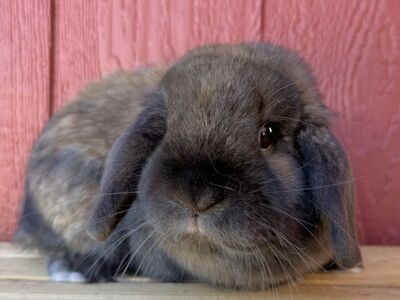 *RABBITRY CLOSING* INDOOR RAISED HOLLAND LOPS