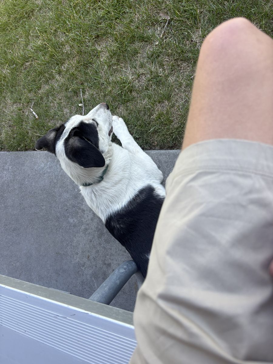 Dog for sale