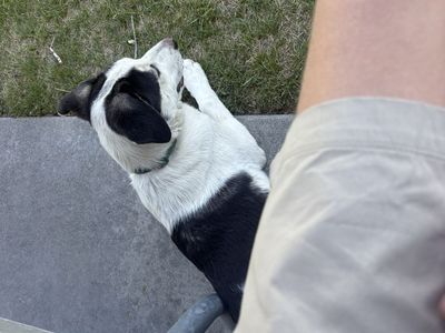 Dog for sale