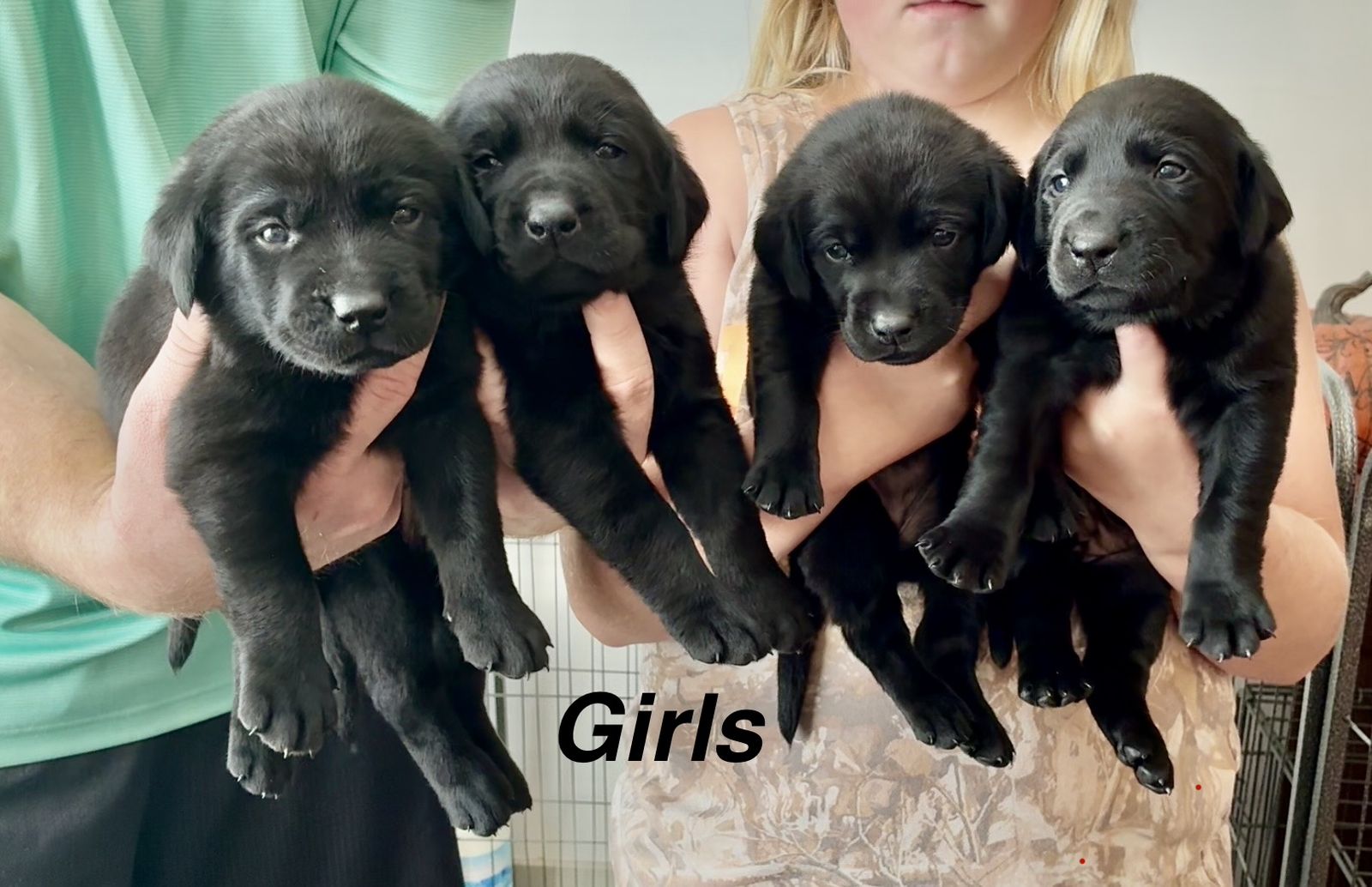 AKC Labrador Retriever Puppies! Black and Chocolate!