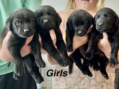 AKC Labrador Retriever Puppies! Black and Chocolate!