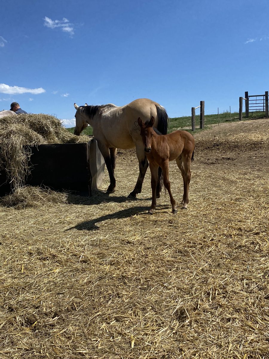 2026 double breed Mr Baron Red Bay filly