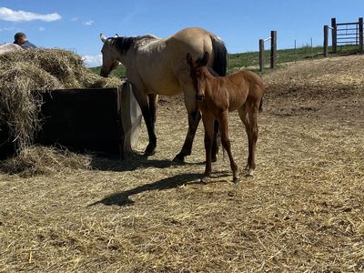 2026 double breed Mr Baron Red Bay filly