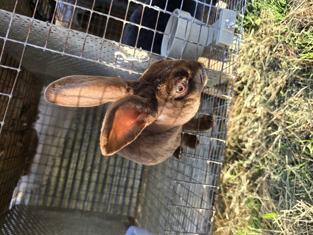 rabbits looking to hop to new homes !