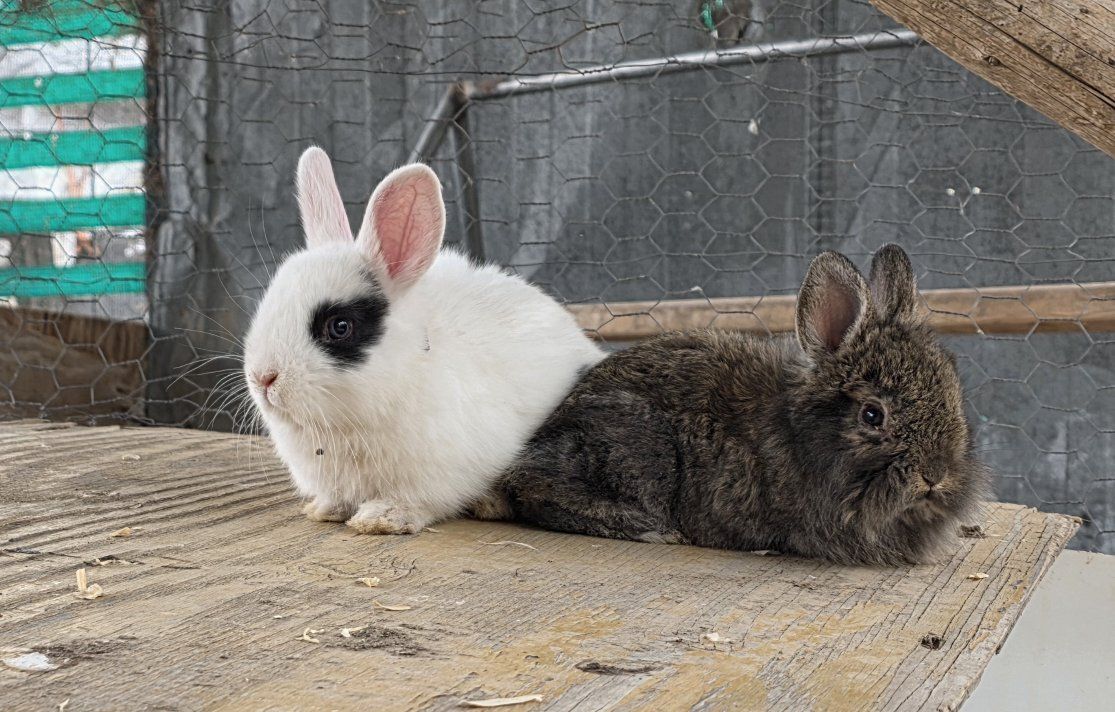 lionhead bunnies