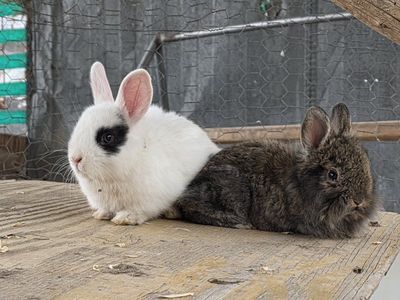 lionhead bunnies