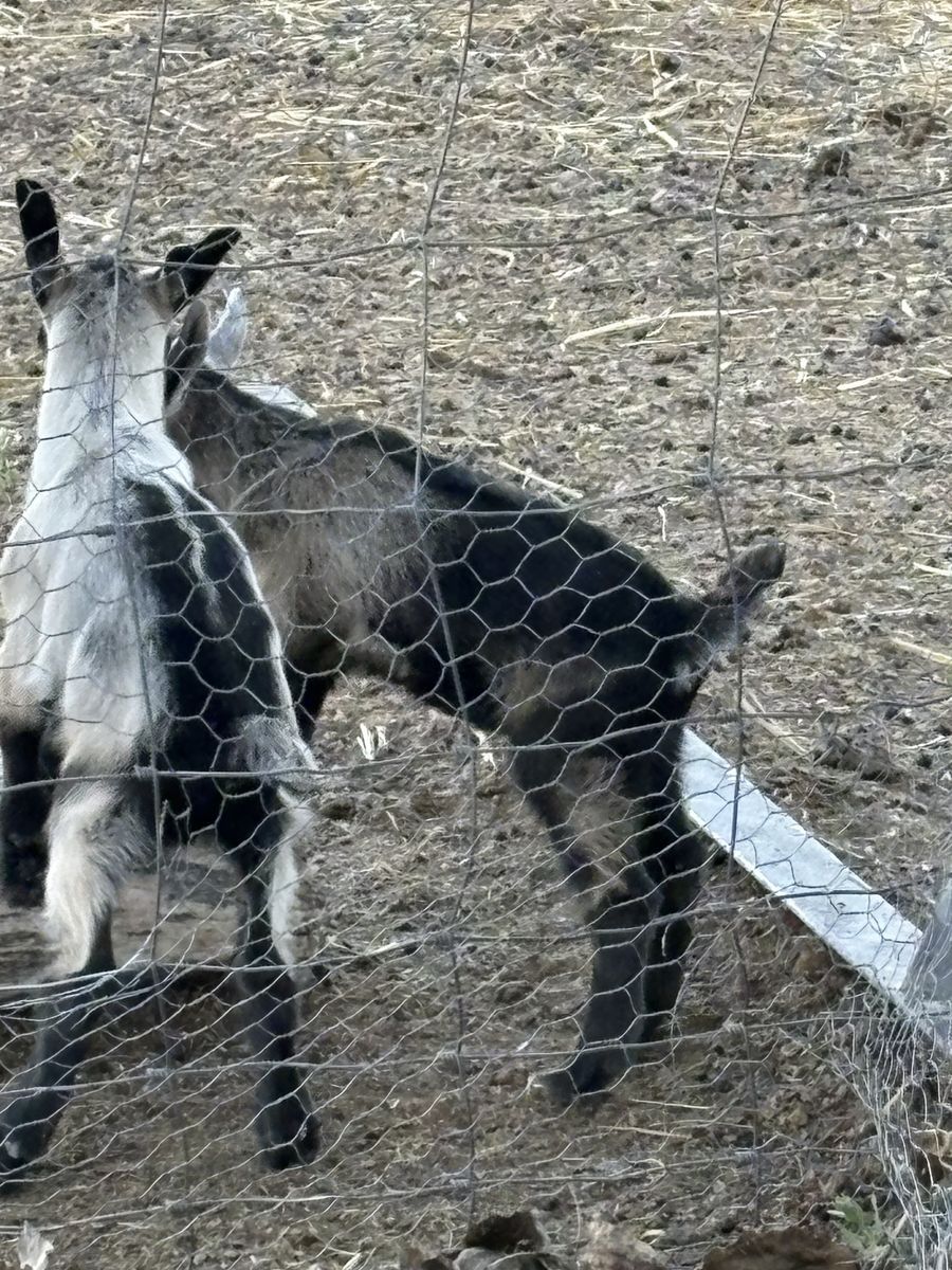 Snubian/Alpine goats 2 male 1female