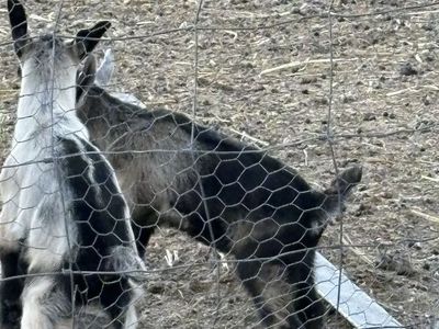 Snubian/Alpine goats 2 male 1female