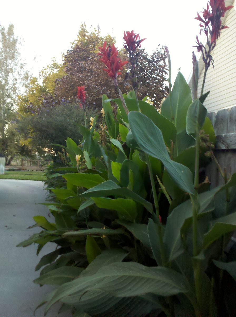 Red Canna Lillies