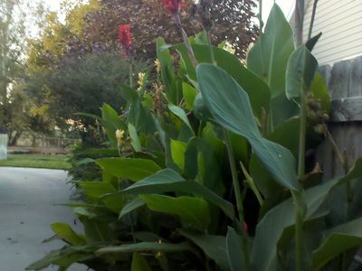 Red Canna Lillies