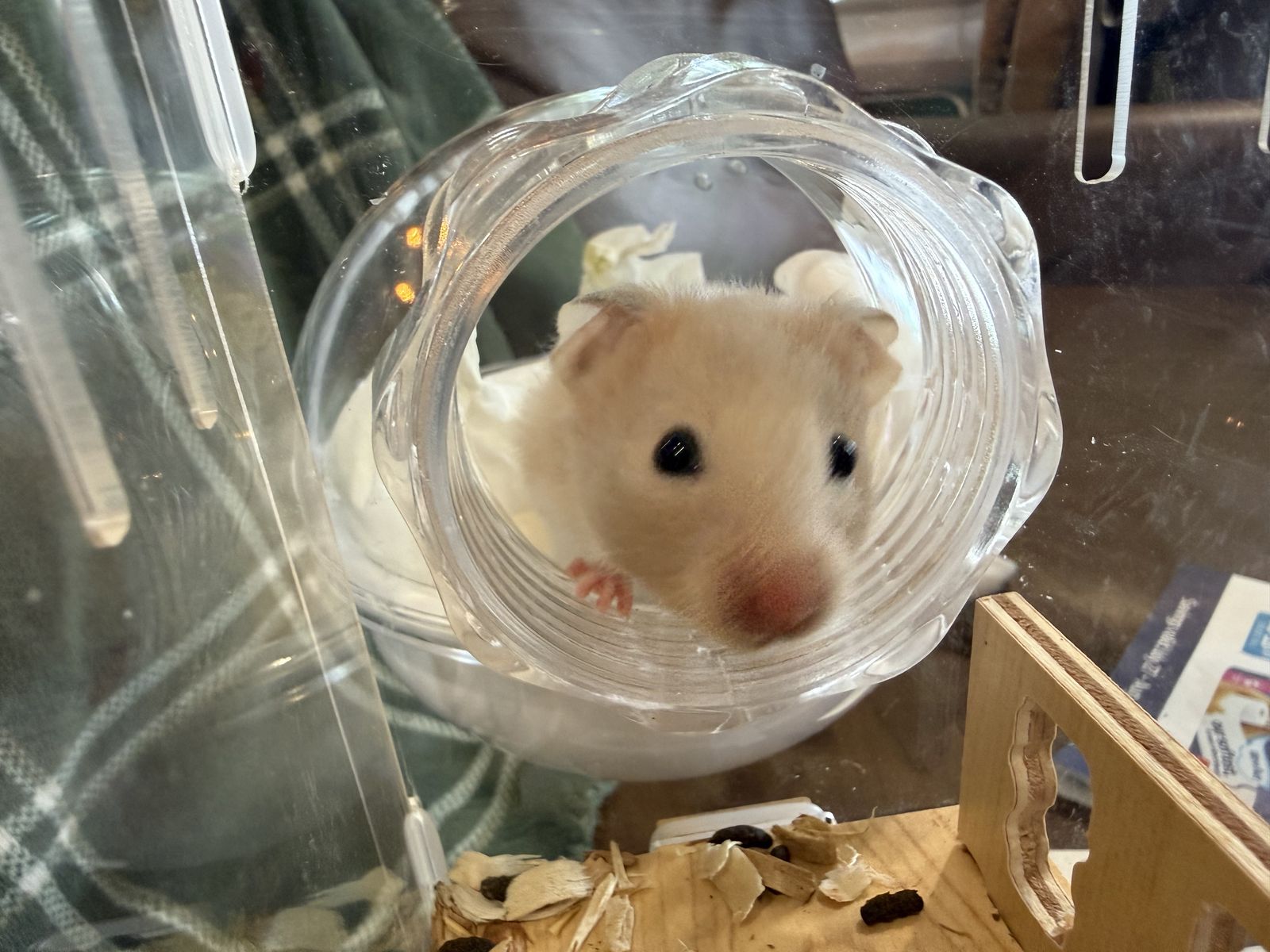 Hamsters