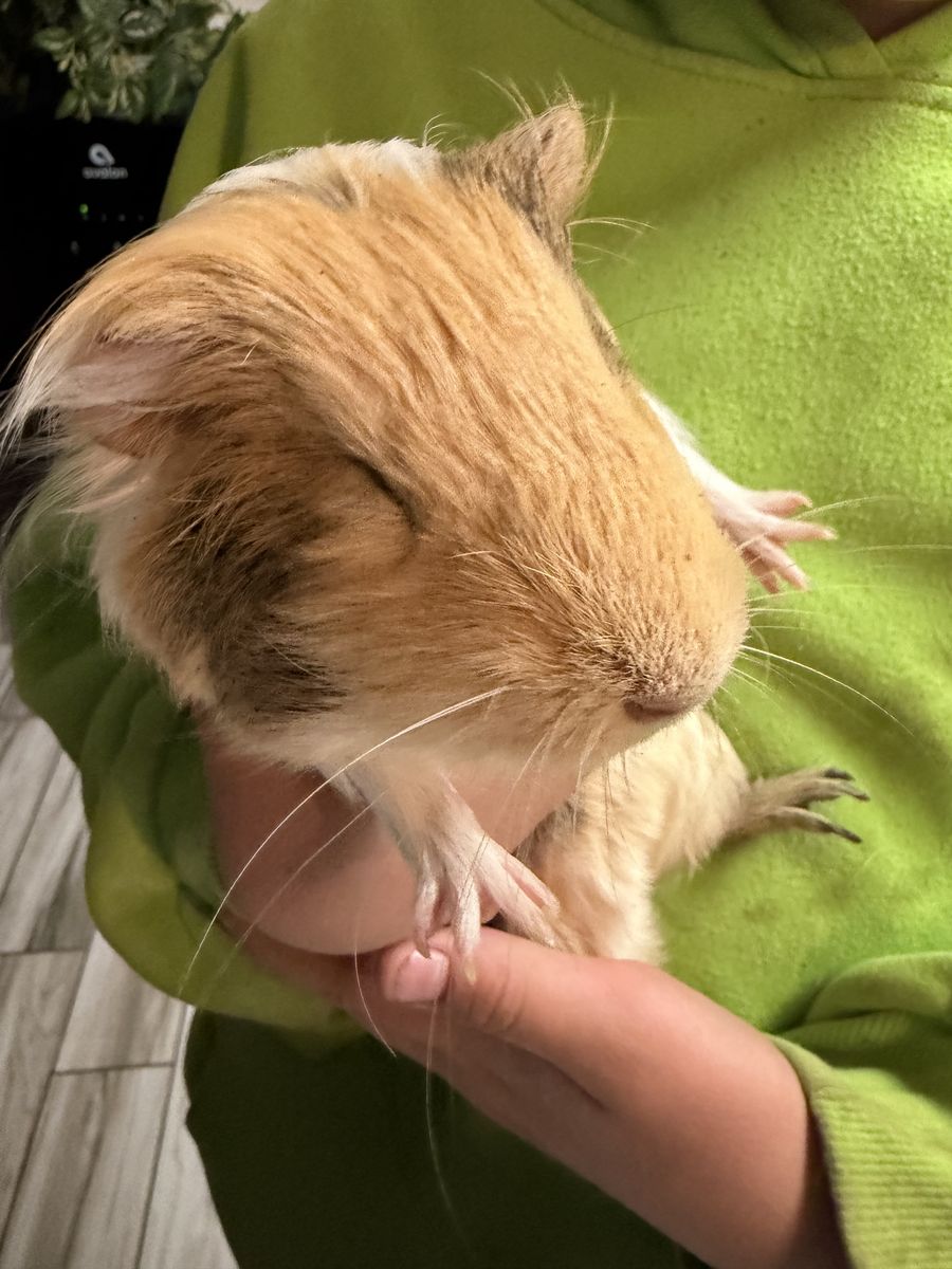 Guinea pigs