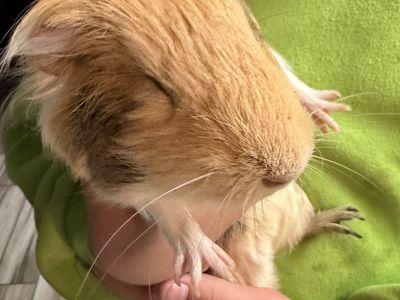Guinea pigs