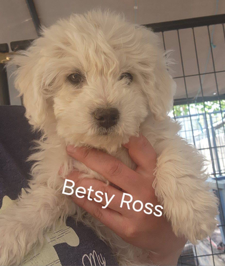 Hypoallergenic and nonshedding Bichon friends. Boys and Girls