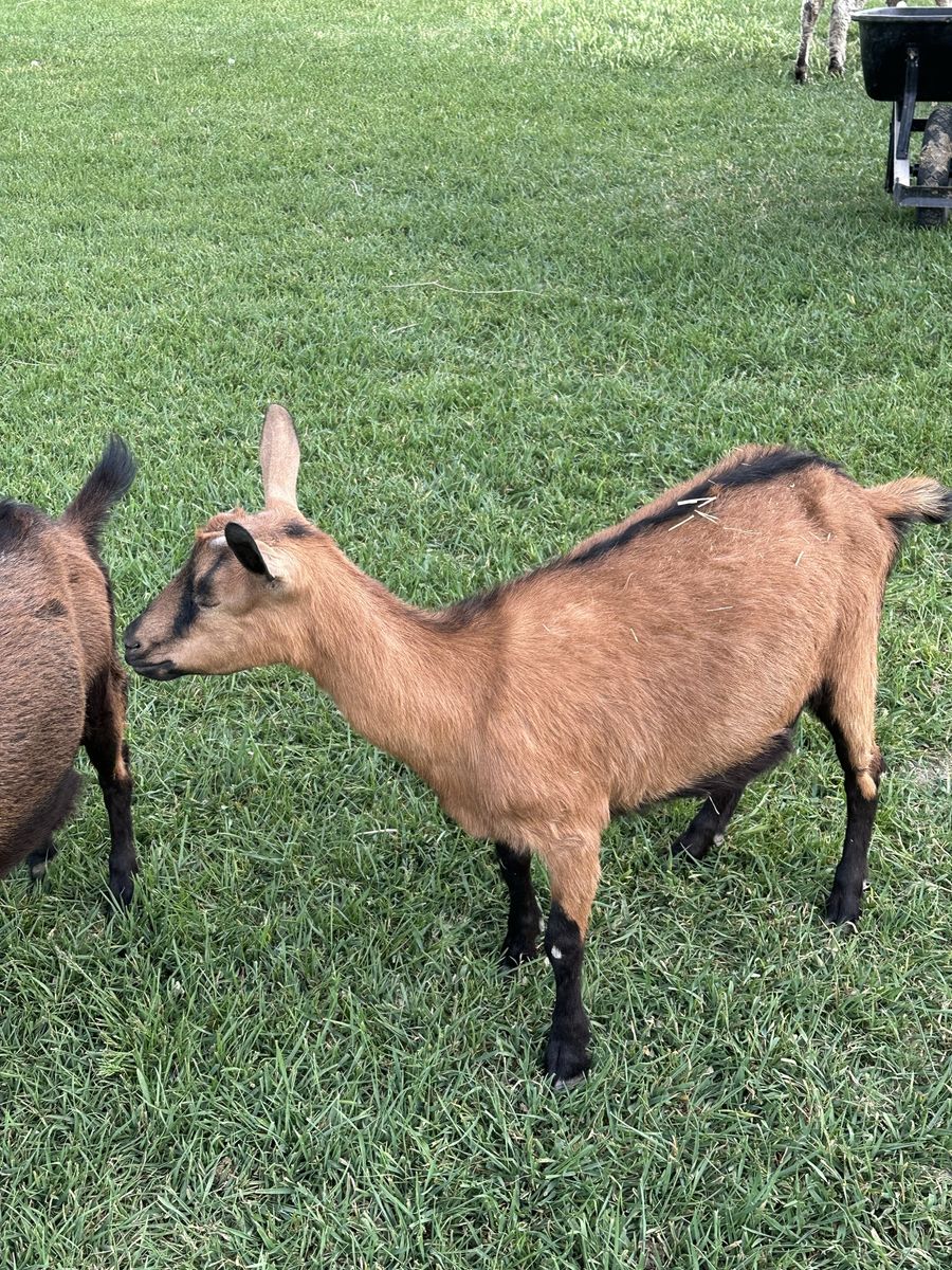 Goat