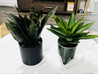 2 Faux Plants with Decorative Pots