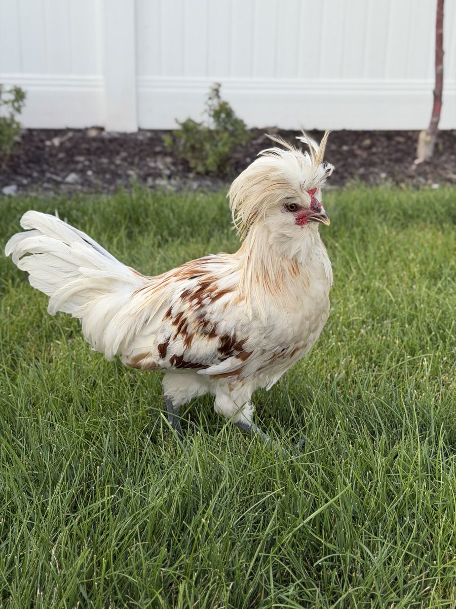 Free - Crested Polish Rooster