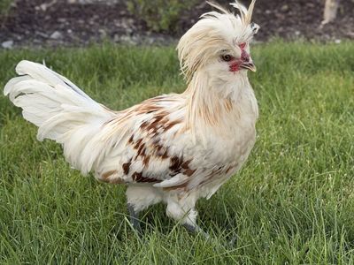 Free - Crested Polish Rooster