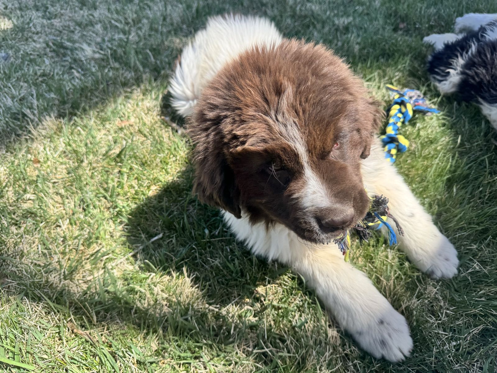 Purebred Newfoundland