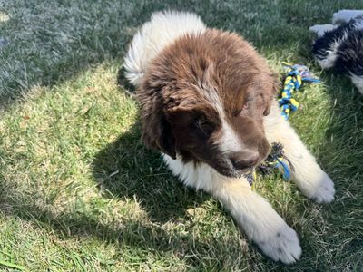 Purebred Newfoundland