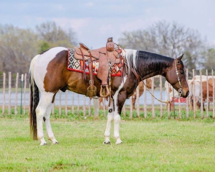Tobiano Paint Horse Gelding