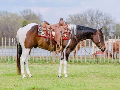 Tobiano Paint Horse Gelding