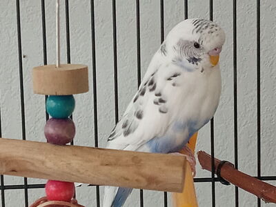 Beautiful White and Blue Male Parakeet and Large Cage