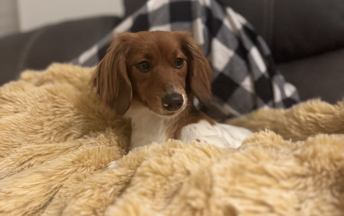Long-haired mini dachshund