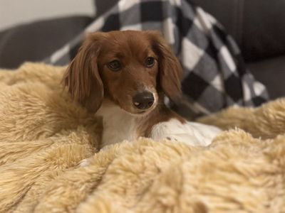 Long-haired mini dachshund