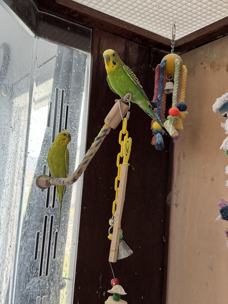 Parakeets and Aviary looking for their next home