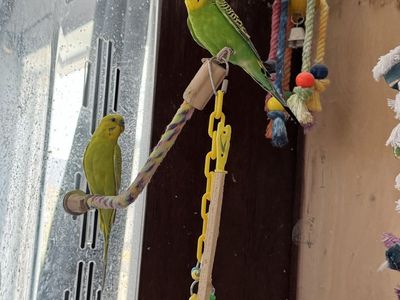Parakeets and Aviary looking for their next home