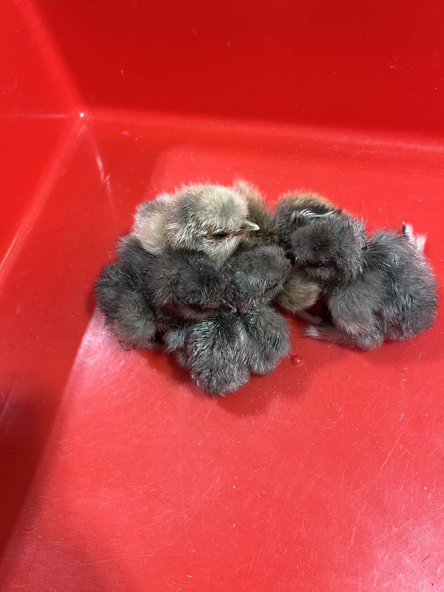 Silkie Chicks