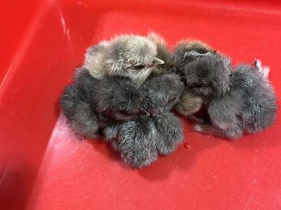 Silkie Chicks