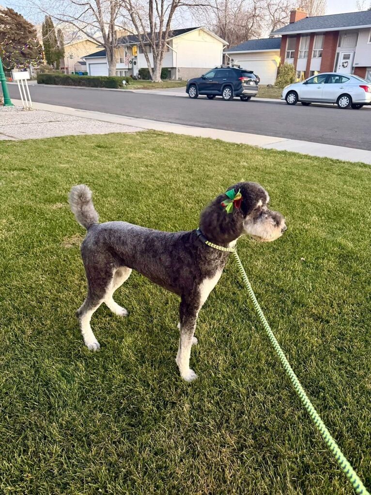 CKC Female Phantom Poodle