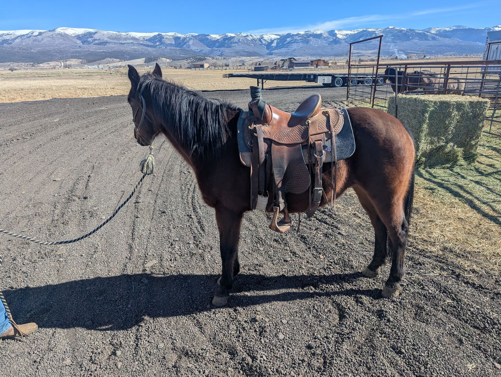 7 year old grade mare