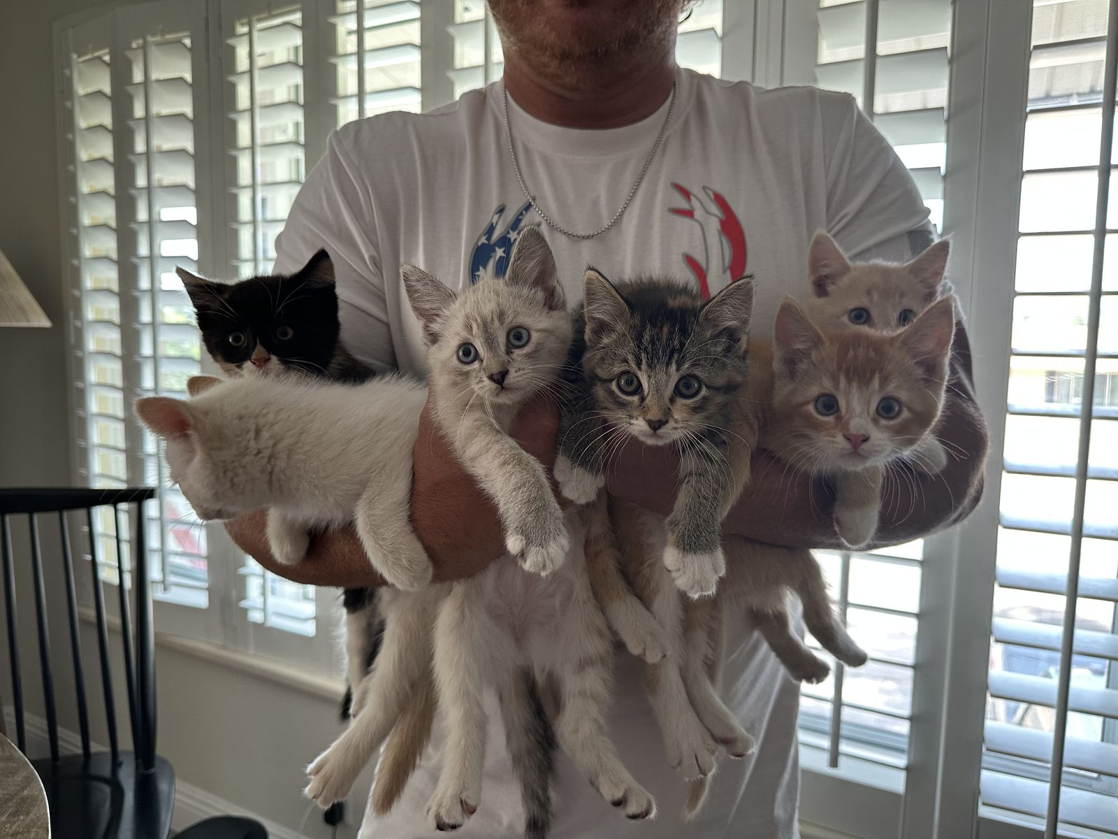 Kittens