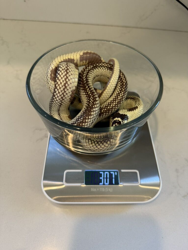 Male Banana Cali king