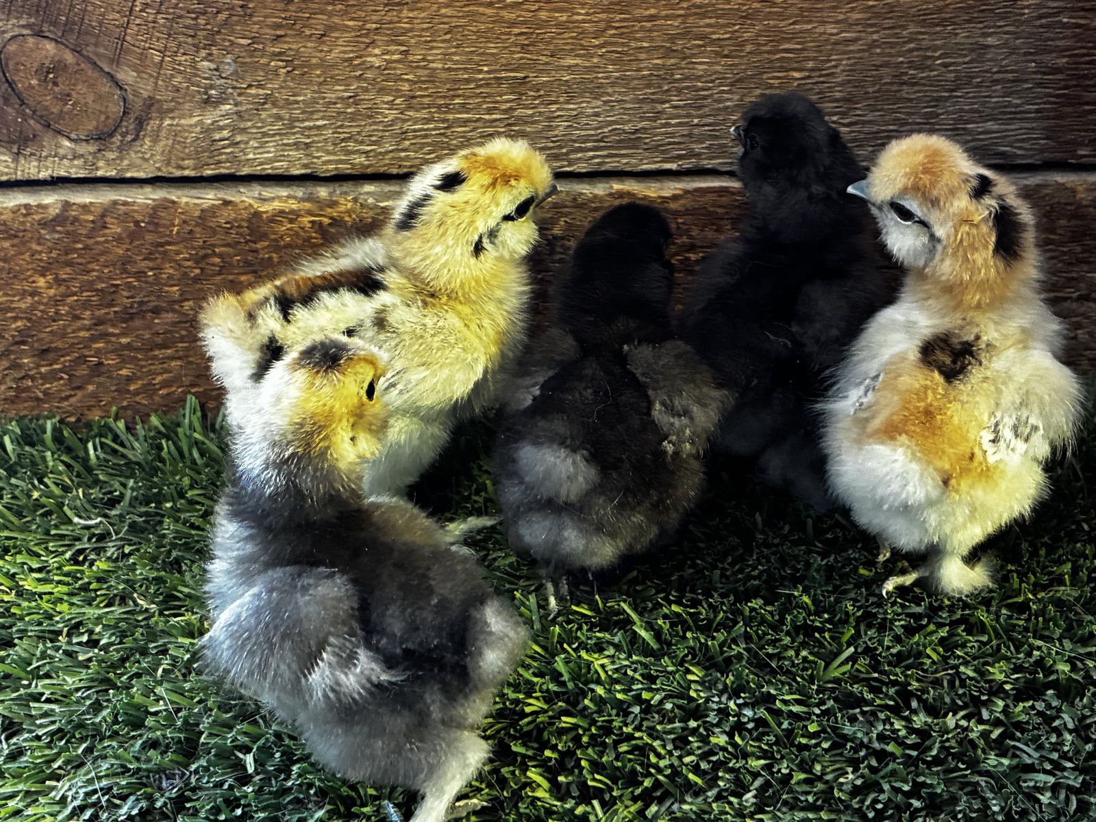 Five purebred silky chicks
