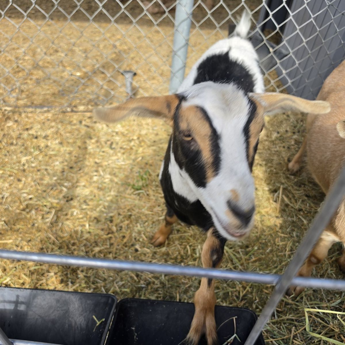 2 female registerable fainting goats