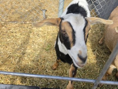 2 female registerable fainting goats