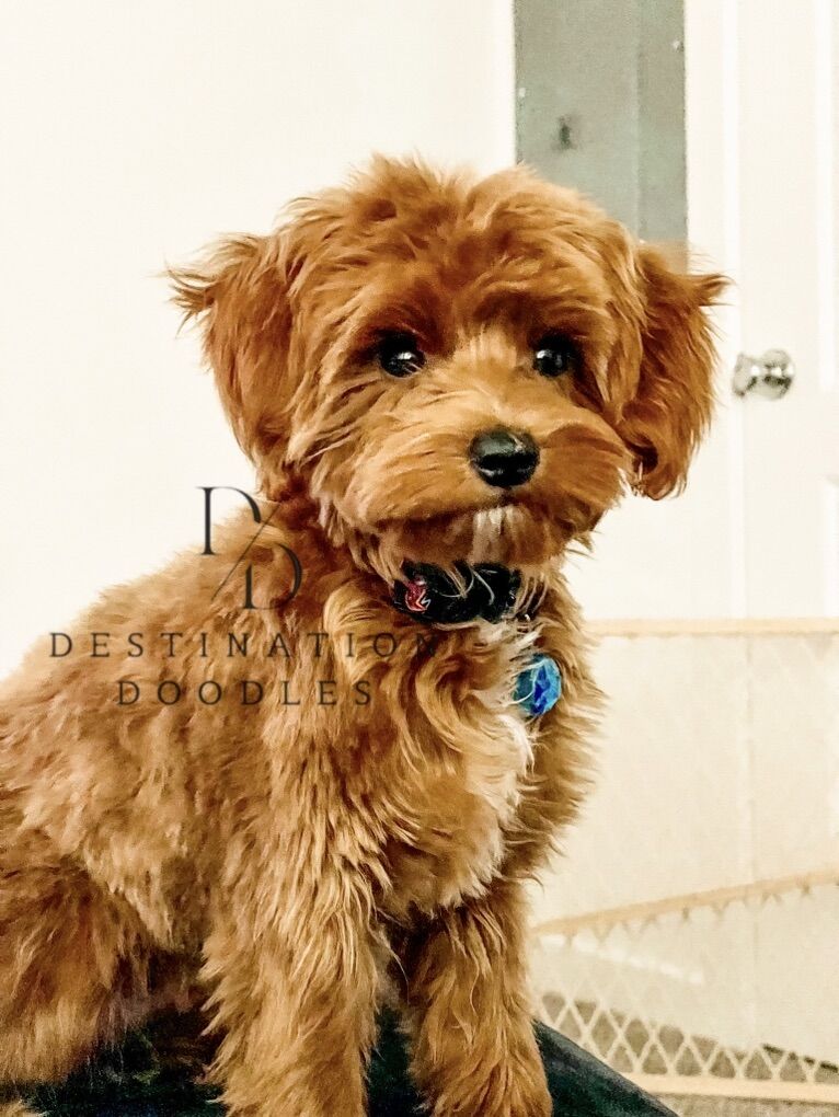 5lb Goldendoodle Stud UNICORN, FF, -/- 100% Clear