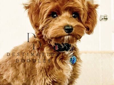 5lb Goldendoodle Stud UNICORN, FF, -/- 100% Clear