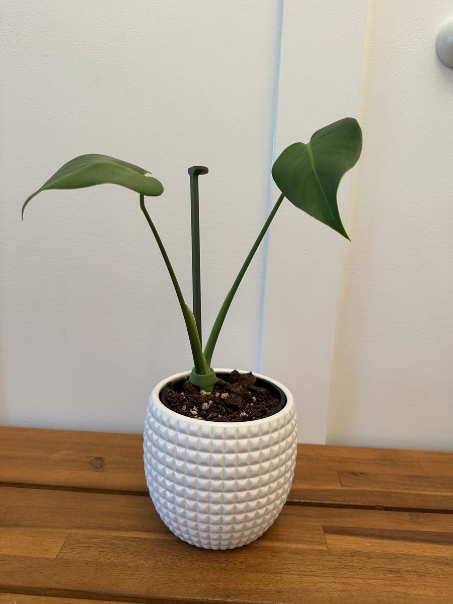 Monstera Deliciosa Pup