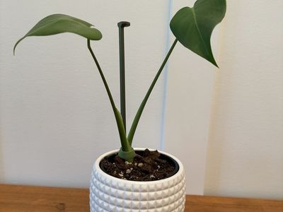 Monstera Deliciosa Pup
