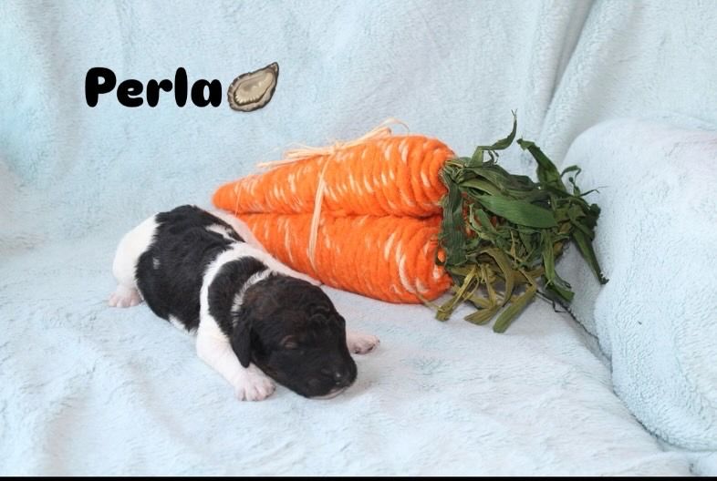 Purebred Standard Poodle Puppies